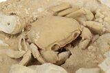Fossil Crab (Potamon) Preserved in Travertine - Turkey #242889-4